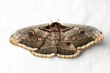 Saturnia pyri, dev tavus kuşu güvesi, büyük tavus kuşu güvesi, dev imparator güve ya da beyaz arka planda Viyana imparatoru.