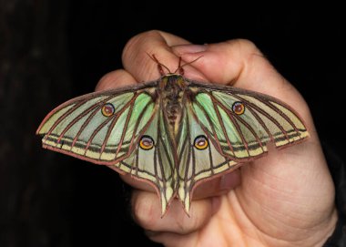 İspanyol ay güvesi (Actias isabellae veya Graelsia isabellae)