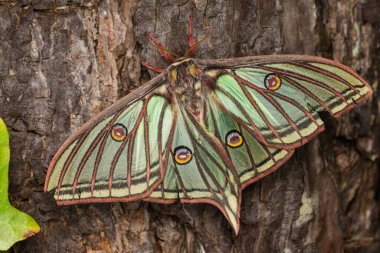 İspanyol ay güvesi (Actias isabellae veya Graelsia isabellae)