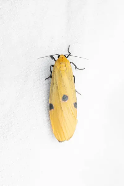 Four Spotted Footman Lithosia Quadra White Background Stock Picture