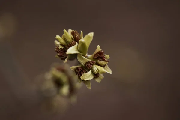 Növény Kora Tavasszal Kezd Virágozni Branch Növény Képeslap Levelek Eleje — Stock Fotó