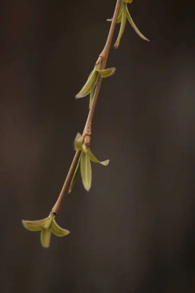 Primeiras Folhas Germinadas Ramo Macrofotografia Primavera Planta Botânica Floração Flora — Fotografia de Stock