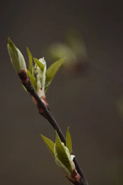 尚未在早春开花的植物的芽 明信片 模糊的背景 — 图库照片