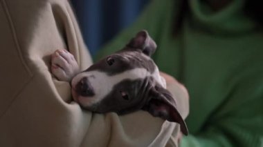 Yakından bakınca siyah beyaz Pitbull Terrier köpeği erkek ellerinde ve avuçlarında dişi avuçlarıyla köpek yavrusu okşuyor. Saf kan Amerikan Staffordshire Teriyeri 'nin birkaç sahibiyle birlikte portresi.