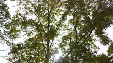 Orman parkında parlayan güneş ışınları. Sonbahar bitkisinin güneş ışığındaki yeşil ve sarı yaprakları. Doğa konsepti