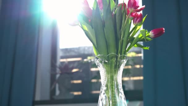 Panoramique Piédestal Tulipes Violettes Tendres Dans Vase Cristal Rayon Soleil — Video