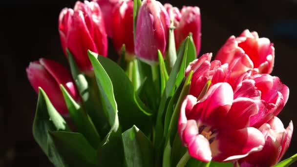 Fioletowe Płatki Tulipanów Słońcu Fioletowe Kwiaty Ciemnym Pokoju Słońcu Zwolniony — Wideo stockowe