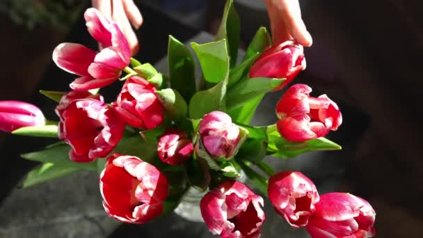 Widok Góry Czerwone Tulipany Żeńską Dłonią Pieszczącą Płatki Zwolnionym Tempie — Wideo stockowe