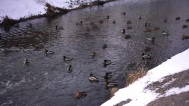 High angle view cold winter river with ducks swimming in water. Wide shot narrow stream with birds outdoors on cloudy overcast day
