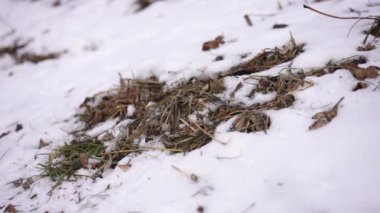 Close-up brown grass in white snow outdoors with no people. Spring winter nature on overcast windy cloudy day