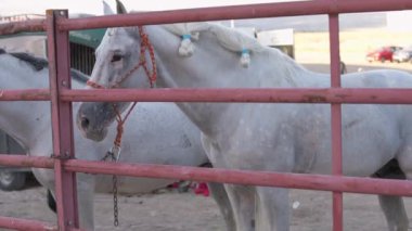 Side view calm graceful horse with pigtails on mane standing at outdoor stable fence. White and gray purebred animal outdoors