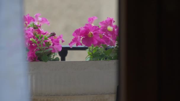 在温暖的夏季春风吹拂下 盆栽里的小花摇曳在阳台上 屋外淡粉色花瓣公寓里的射击声 — 图库视频影像