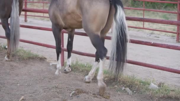 Unrecognizable Purebred Horse Prancing Beating Hooves Raising Dust Outdoors Gorgeous — Stok video