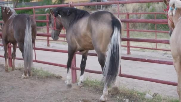 Graceful Purebred Horse Prancing Beating Dust Standing Fence Outdoor Stable — 图库视频影像