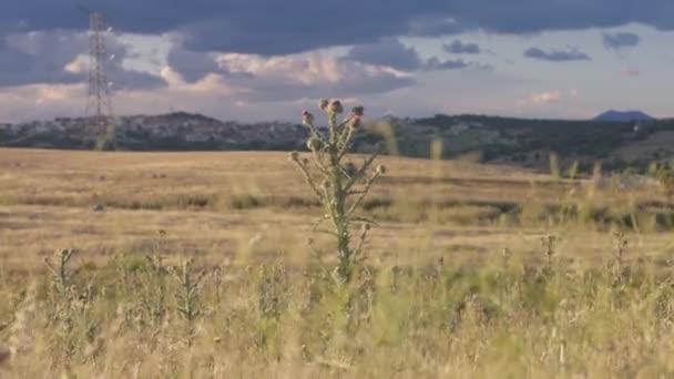 Wide Shot Beautiful Spanish Landscape Outdoors Summer Spring Day Yellow — Video
