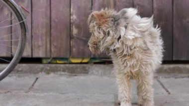 Kıvırcık saçlı köpek sağda dikilip etrafa bakıyor. Bahçedeki sakin evcil hayvan portresi