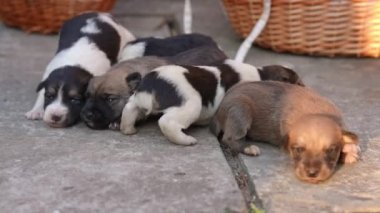 Beş yeni doğmuş sevimli köpek yavrusu etrafta geziniyor. Baharda evcil hayvanlar bahçede sevimli merak uyandırır.