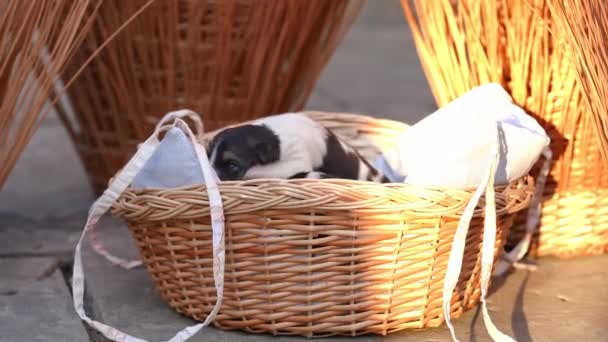 Curios Cachorros Recém Nascidos Cesta Vime Sol Com Cão Adulto — Vídeo de Stock