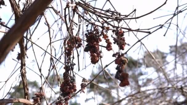 Dried Viburnum Hanging Tree Branch Shaking Wind Outdoors Close Healthful — Stockvideo