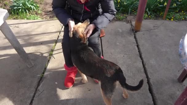 Vieja Mujer Caucásica Acariciando Curios Perro Feliz Sentado Aire Libre — Vídeos de Stock