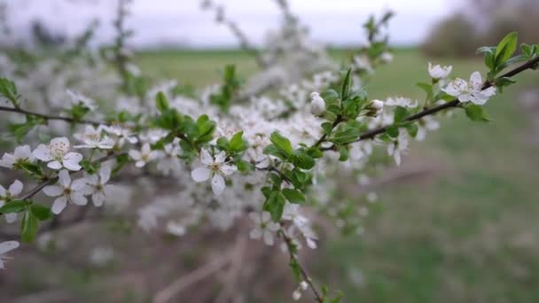 Primer Plano Tiernas Flores Blancas Que Florecen Rama Árboles Frutales — Vídeo de stock