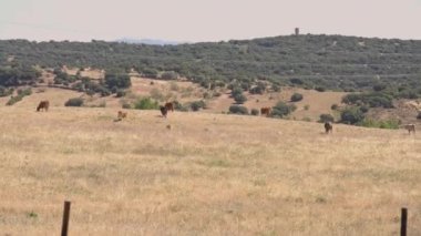 Sarı tepelerde kahverengi boğalar otlayan İspanya 'nın geniş manzaralı dağları. Madrid 'in Sierra de Guadarrama bölgesindeki çayır. Gün ışığında otlaklarda yürüyen çiftlik hayvanları var.