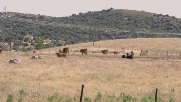 Weitschossene Stiere Die Einem Heißen Sommerfrühlingstag Auf Hügeln Spanien Spazieren — Stockvideo