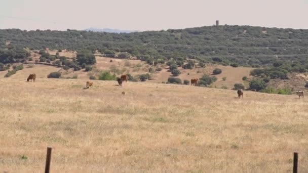 Wide Shot Mountainous Landscape Spain Brown Bulls Grazing Yellow Hills — 비디오