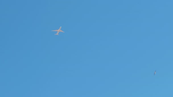 Eagle Passing Cloudless Sky White Airplane Flying Bottom View Aircraft — Stockvideo