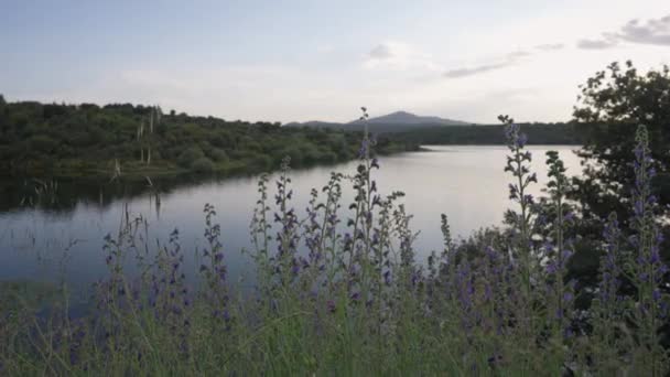 Purple Flowers Blooming Lake Coast Background Calm Water Blurred Mountains — Stock video