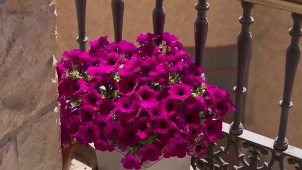 在石墙阳台上的阳光下 有紫色花瓣的水壶 夏日室外 美丽的紫罗兰在阳光下绽放 — 图库视频影像