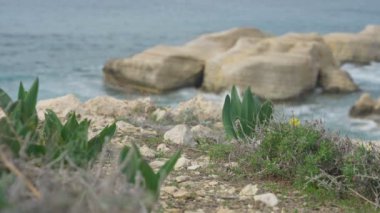 Bitkilerle kaplı Rocky Kıbrıs kıyıları ve arka planda bulanık Akdeniz dalgaları. Ada sahillerinde vahşi doğa. Hiç insan yok.