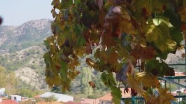 Yakın plan, Kıbrıs manzarasının arka planında bulunan kırmızı sarı yapraklar. Sonbahar günü dağlarda bitki yetişiyor.
