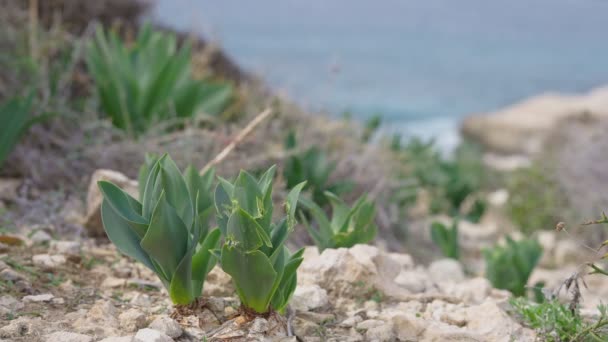 Groene Plantenbladeren Groeien Rotsen Met Wazig Zeewater Achtergrond Wilde Natuur — Stockvideo