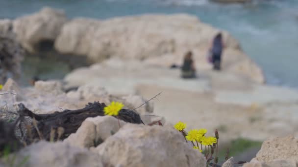 Yakın Plan Sarı Çiçekler Rüzgarda Sallanırken Akdeniz Kayalık Kıyıları Arka — Stok video