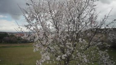 Açık hava manzarasının arka planında beyaz çiçeklerle yakın plan ilkbahar ağacı. Bulutlu bir günde açık havada açan dallar