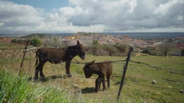 Yetişkin ve küçük kahverengi eşekler yeşil baharda çitlerin arkasında yürüyorlar. Geniş açılı evcil hayvanlar İspanya 'nın küçük bir kasabasının arka planında çayırlarda otluyor.