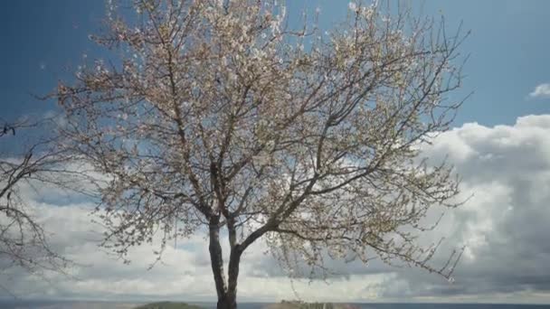 Bulutlu Mavi Gökyüzünün Arka Planında Büyüyen Ağaçların Eğik Çekimi Açık — Stok video