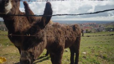 Eşekler, beyaz dişilere ulaşarak ağaç dallarıyla çiftlik hayvanlarını besliyor. Çiftlikte yemek yiyen meraklı hayvanların yakın plan portresi.