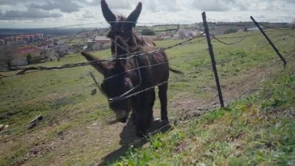 Zwei Braune Esel Fressen Einem Frühlingstag Freien Frühlingsgras Auf Der — Stockvideo