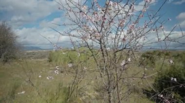 Yeşil vadi ve mavi gökyüzünün arka planında büyüyen beyaz çiçekli ve fındıklı bahar ağacı. Açık havada güneşli bir günde rüzgarda sallanan dallar.