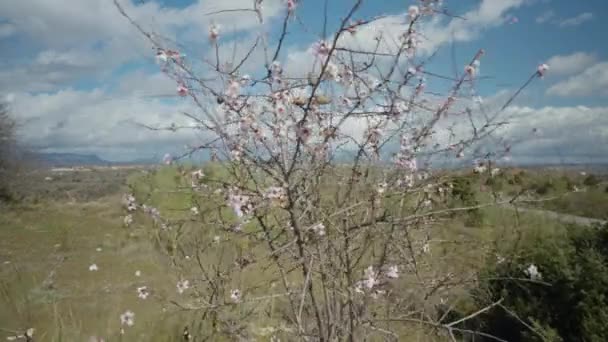Ramură Aproape Nuci Arbore Primăvară Înflorit Plantă Creștere Aer Liber — Videoclip de stoc