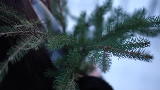 Close Evergreen Coniferous Tree Branch Female Caucasian Hands Moving Slow — Stock Video