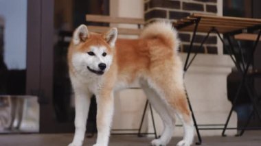 Kırmızı ve beyaz Akita şehir merkezindeki verandada dikiliyor. Kasabada boş vakitlerin tadını çıkaran sevimli, tüylü, safkan bir köpeğin portresi.