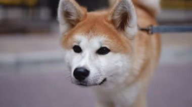 Dolly shot portrait of curious purebred Akita walking in urban city looking around. Happy confident domestic dog strolling outdoors front view