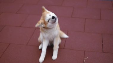 High angle view cute Akita shaking fur in slow motion and walking away. Portrait of adorable purebred domestic pet on red urban sidewalk outdoors