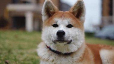 Kendine güvenen genç safkan Akita 'nın kameraya yavaş çekimde bakışının ön yüzü. Açık havada poz veren tüylü sevimli köpeğin yakın plan portresi.