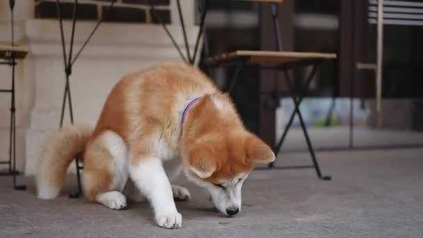 Słodki Pies Jedzący Jedzenie Podłogi Miejskim Mieście Zewnątrz Portret Futrzastego — Wideo stockowe