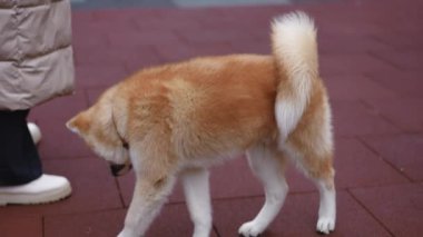 Funny dog follows woman walking and running in slow motion on urban city yard. Happy excited domestic pet and owner having fun on weekend outdoors