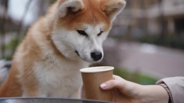 Curious Akita tasting coffee with milk from disposable paper cup in female Caucasian hand. Unrecognizable woman giving drink to pet leaving in slow motion